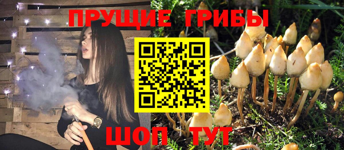Галлюциногенные грибы Cubensis Новокубанск